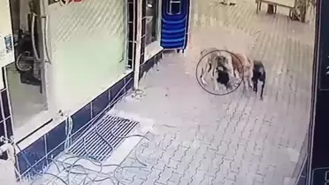 Başıboş sokak köpekleri tavuğu telef etti