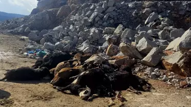 Kütahya'da taş ocağında telef olmuş 30 büyükbaş hayvan bulundu