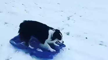 Samsun'da Sokak Köpeği Kızıka Kaydı