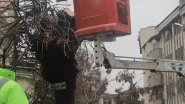 Beypazarı'nda Ağaç Budama Çalışmaları