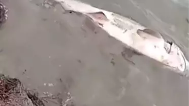 Şarköy Kıyısında Nesli Tükenme Tehdidi Altında Olan Pamuk Türü Köpek Balığı Bulundu