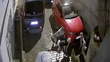 Ankara'da Köpeklerin Park Halindeki Araca Saldırısı Kameralara Yansıdı