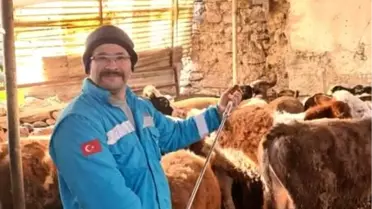 Menteşe'de Büyükbaş Hayvanlara Şap Aşısı