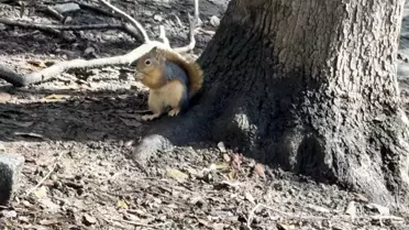 Yıldız Parkı'nda Kar Manzarası