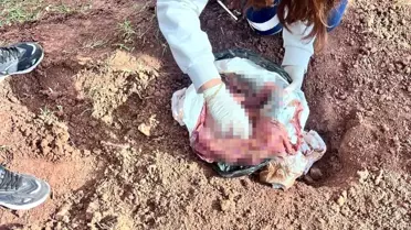 Şırnak'ta Yeni Doğan Bebek Cinayeti
