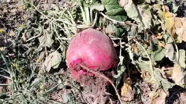 Osmaniye'de Dev Turp Yetiştirildi
