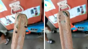 Tayland'da dondurmanın içinden yılan kalıntısı çıktı