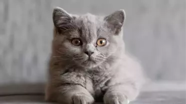 British Shorthair'in Kökeni Nereye Ait?
