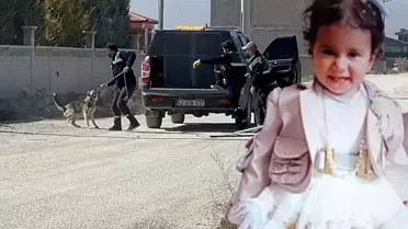 Rana'yı parçalayan köpekler için harekete geçildi