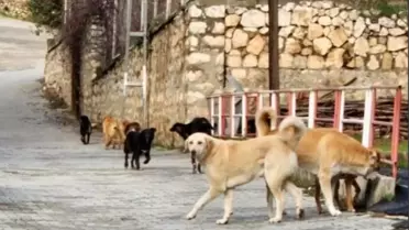 Osmaneli'de Sokak Köpekleri Toplanacak