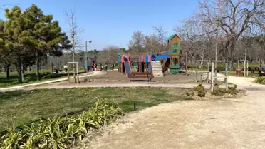 İstanbul Ormanında Başıboş Köpekler Tedirginlik Yarattı