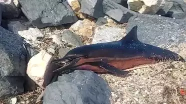 Karaburun sahiline ölü yunus balığı vurdu