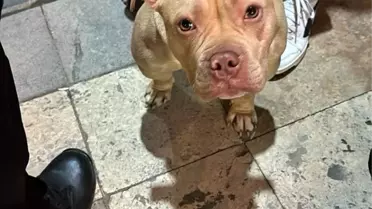Gümüşhane'de Yasaklı Irk Köpeğe Cezası: 76 Bin TL