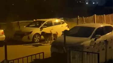 Sokak Köpekleri Otomobil Parçaladı, 100 Bin Liralık Zarar