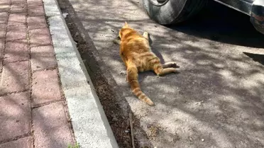 Serik'te Çöp Konteynerinde Ölü Kediler Bulundu