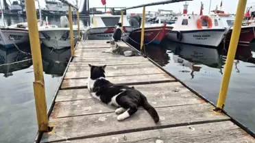 Balıkçı Barınağında Kedilere Özel İlgili