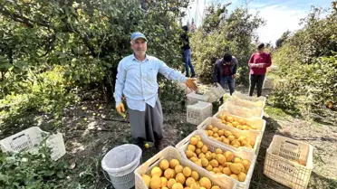 Arsuz'da Limon Fiyatları 15 TL