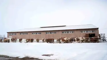 Devlet Destekleriyle Süt Üretimi Artıyor
