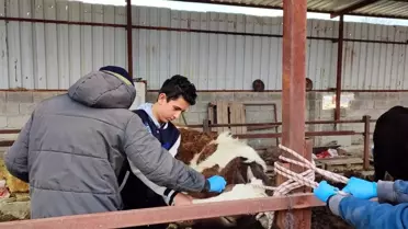 Dazkırı'da Büyükbaş Hayvan Aşılama Başladı