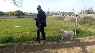 Koruma Kuzu Sahipinin Peşini Bırakmıyor