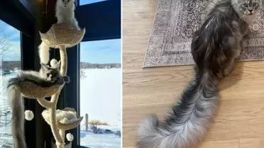 Dünyanın en uzun kuyruklu kedisi, Guinness Rekorlar Kitabı'na girdi