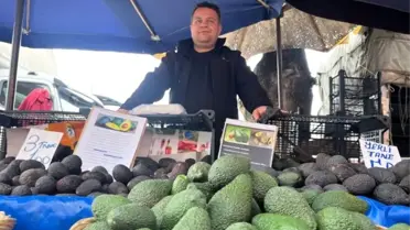 Tavşanlı'da Avokado Çılgınlığı