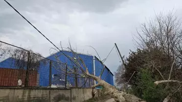 İnegöl'de Lodos Ağaçları Devirdi