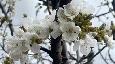 Çiftçilere İlaçlama Uyarısı