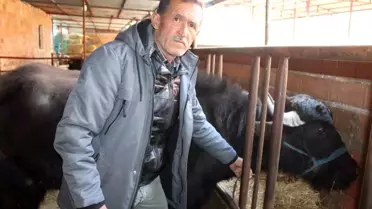 Mandadan Kaymak Üretimi Talebi Aştı