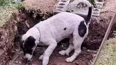 Sahibinin mezarını kazmaya çalışan sadık köpek, izleyenleri göz yaşlarına boğdu