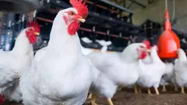 Türkiye'nin dev tavuk firmasına ait üründe ölümcül bakteri tespit edildi