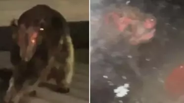 Uzmanları bile şaşırtan gizemli canlı: Hiçbir bilinen türe benzemiyor