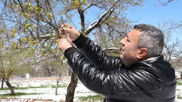 Zirai don kayısıyı vurdu: Mahsulün tamamını kaybettik