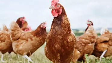 Türkiye'nin tavuk devine kesilen ceza miktarı büyük tartışma yarattı