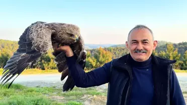 İstanbul'da Yaralı Kaya Kartalı Bulundu