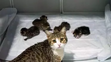 Didim'de Kedi Doğumu Kliniğe Geldi