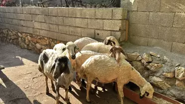 Başlıca Saldırı: 5 Koyun Telef Oldu