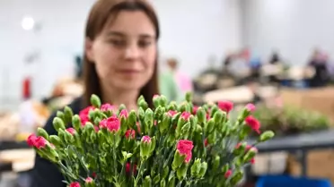 Anneler Günü İçin 75 Milyon Dal Çiçek İhraç Edildi