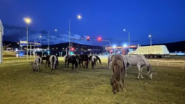 Yılkı Atları Trafiği Felç Etti