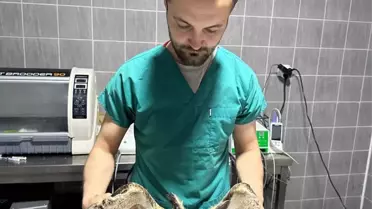 Yaralı Baykuş Osmaneli'de Tedavi Altına Alındı