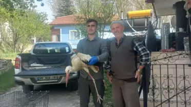 Yaralı Leylek Tedavi Altına Alındı