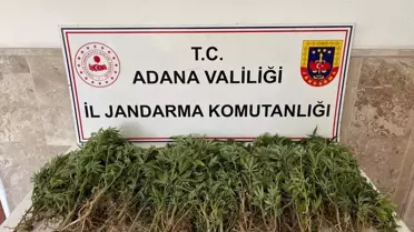 Ceyhan'da 712 Kök Kenevir Ele Geçirildi