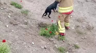 Kuyuya Düşen Köpek Kurtarıldı