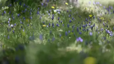 Yıldız Dağları'nda İlkbahar Ziyretçileri Bekliyor