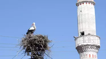Muş Ovası'nda Leylek Festivali