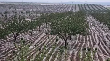 Şanlıurfa'da Dolu Tarım Alanlarına Zarar Verdi