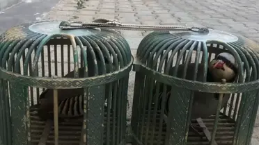 Ticareti Yasak Keklikten Ceza