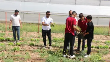 Silopi Öğrencilerinin Marul Hasadı
