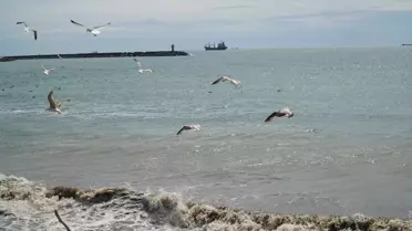 Tekirdağ'da Poyraz Denizi Durdurdu