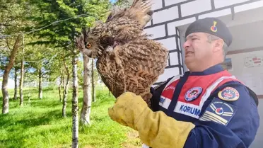 Yaralı Puhu Tedavi Altına Alındı